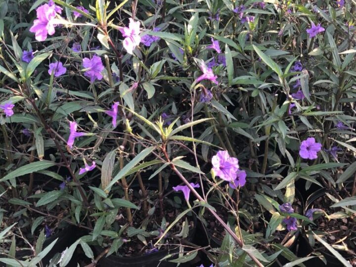 Ruellia – British | Elgin Nursery & Tree Farm: Phoenix, AZ