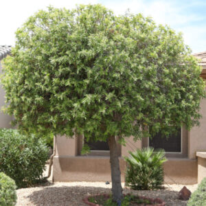 Schinus terebinthifolia