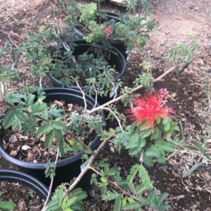 Calliandra