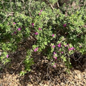 Leucophyllum