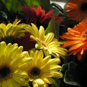 Leucanthemum