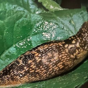 Slug