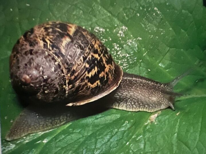 Snails Elgin Nursery & Tree Farm Phoenix, AZ