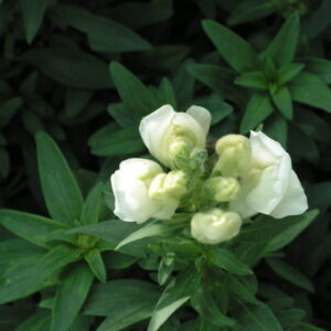 Antirrhinum majus
