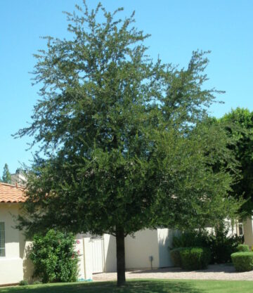 Southern Live Oak Elgin Nursery Tree Farm Phoenix AZ Southern Live Oak Elgin Nursery Tree Farm Phoenix AZ