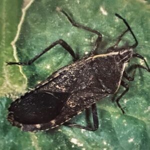 Squash Bug