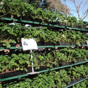 Strawberry Plants