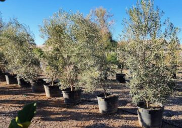Swan Hill Olive Trees