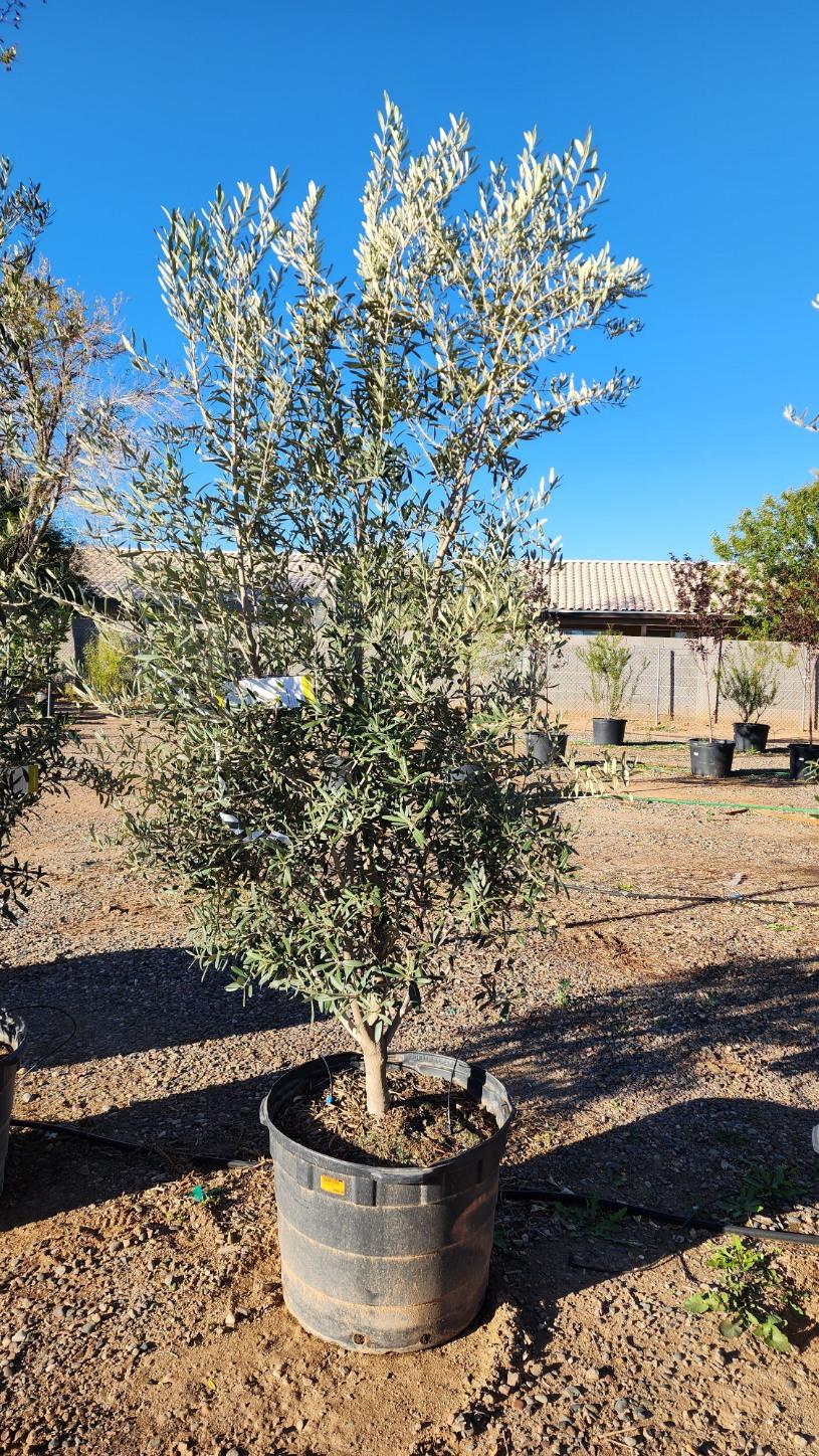 Olive (Swan Hill Olive)  Elgin Nursery & Tree Farm: Phoenix, AZ