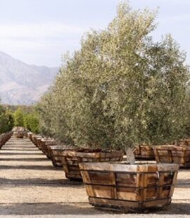 Olea europaea