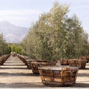 Olea europaea