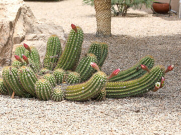 Argentine Giant Cactus