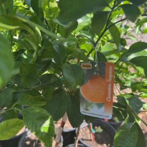 Citrus reticulata