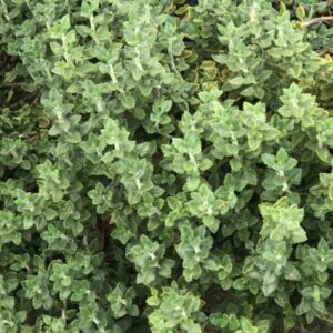 Teucrium chamaedrys