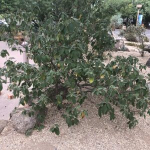 Cordia boissieri