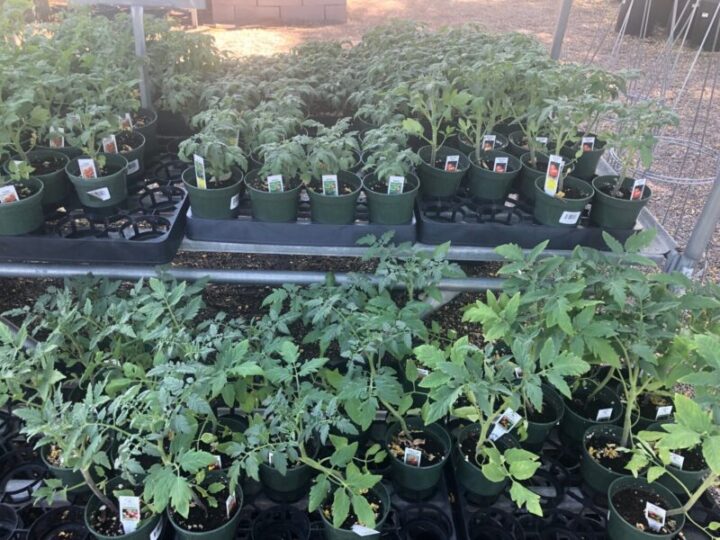 Tomato Plants Elgin Nursery & Tree Farm Phoenix, AZ