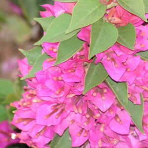 Bougainvillea