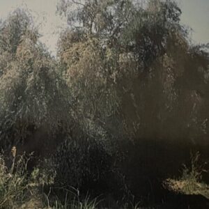Verticillium Wilt