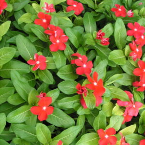Vinca minor