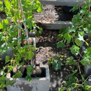 Vitis vinifera
