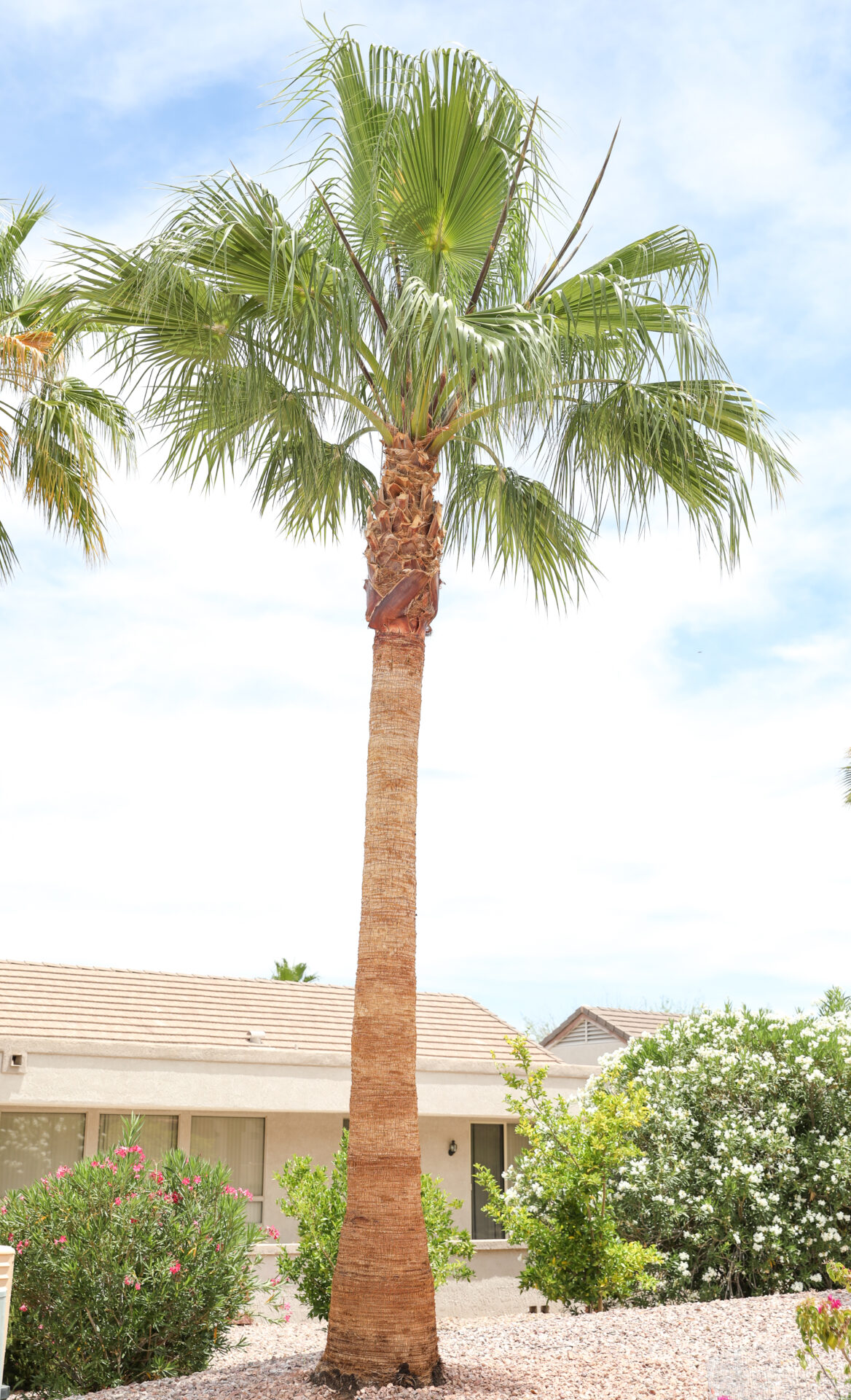 Palm Mexican Fan Elgin Nursery & Tree Farm Phoenix, AZ