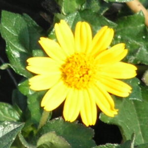 Wedelia trilobata