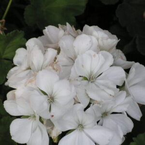 Geraniums