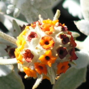 Buddleja marrubifolia
