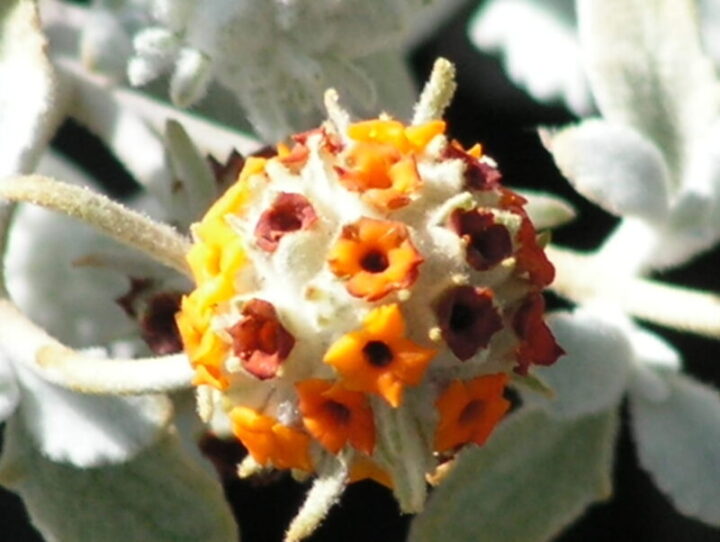 Wooly Butterfly Bush Elgin Nursery & Tree Farm Phoenix, AZ