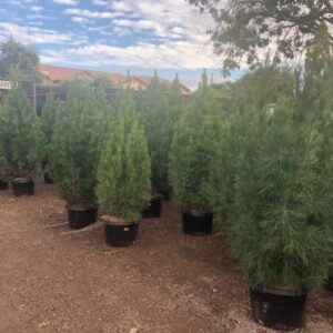 Xmas Tree Area