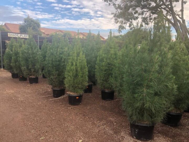 Mas Tree Rasheed X-MAS Trees | Elgin Nursery & Tree Farm: Phoenix, AZ