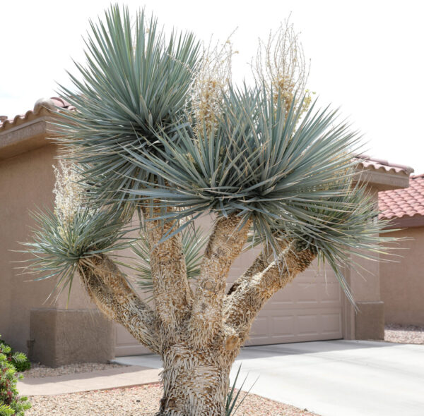 Yucca Elgin Nursery & Tree Farm Phoenix, AZ