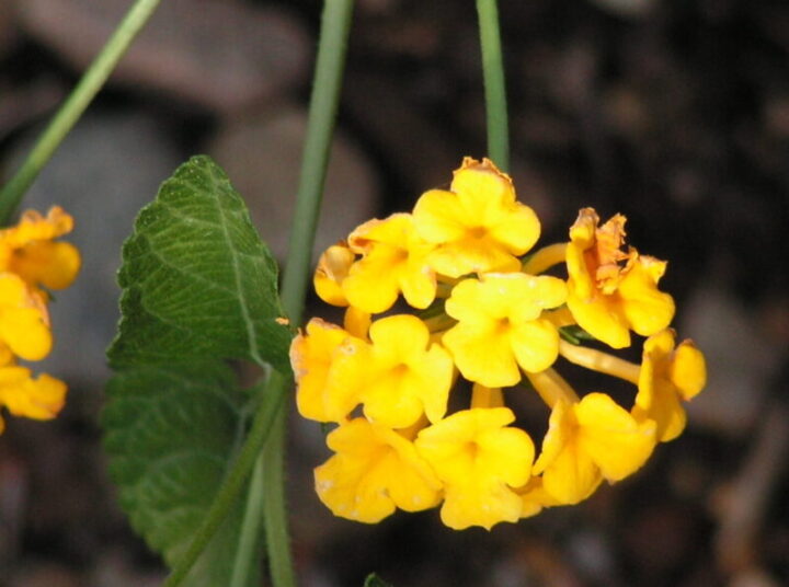Lantana (Gold) Elgin Nursery & Tree Farm Phoenix, AZ