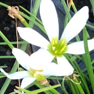 Zephyranthus candida