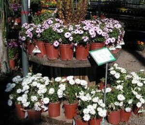 African Daisy Display