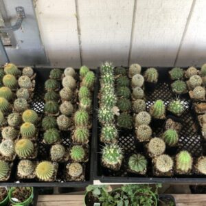 small cacti