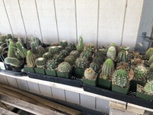 4 inch cacti