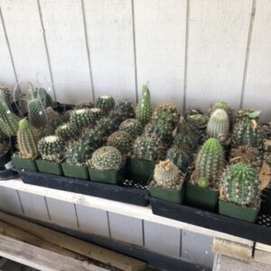 4 inch cacti