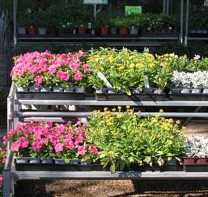 Bedding Plants