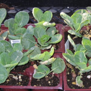 Brassica oleracea