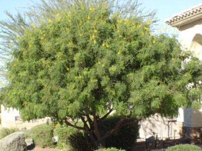 Caesalpinia cacalaco