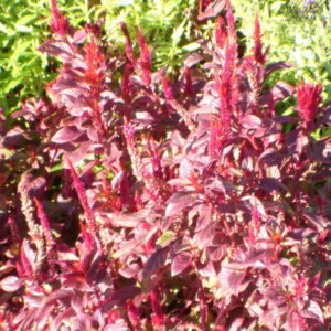 Celosia