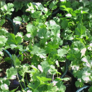 Coriandrum sativum