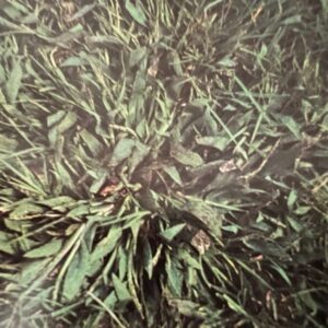 Crabgrass