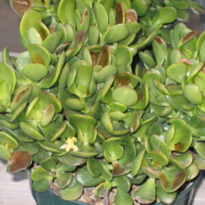 Crassula ovata