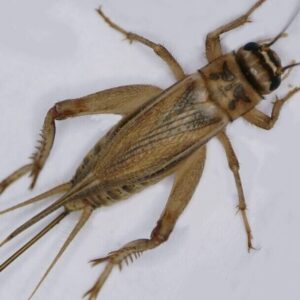 Cricket