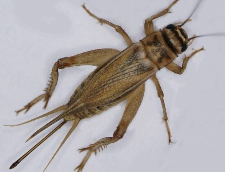 Crickets | Elgin Nursery & Tree Farm: Phoenix, AZ