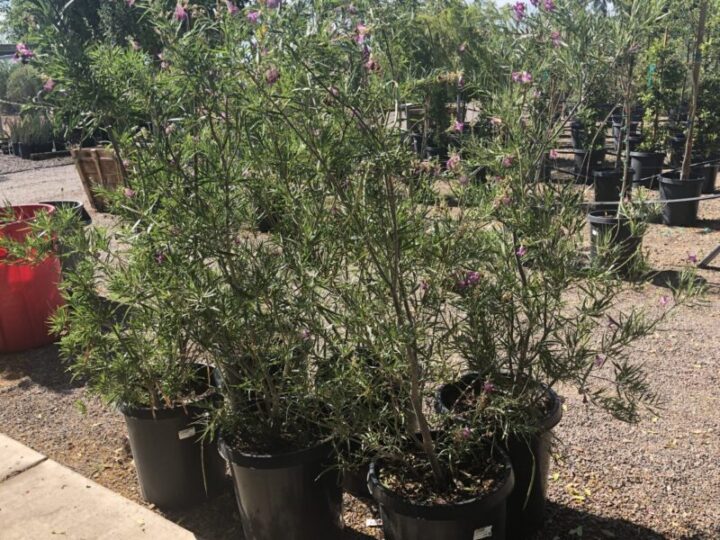 Desert Willow Tree Elgin Nursery & Tree Farm Phoenix, AZ