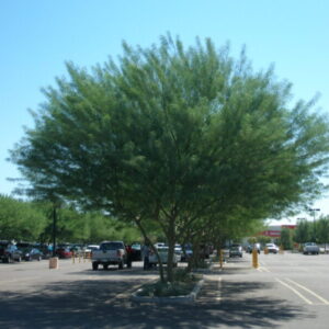 Cercidium palo verde hybrid