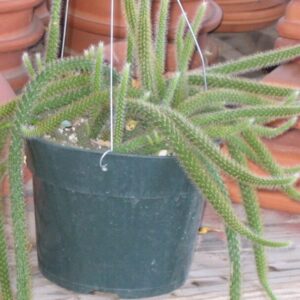 Disocactus flageliformis
